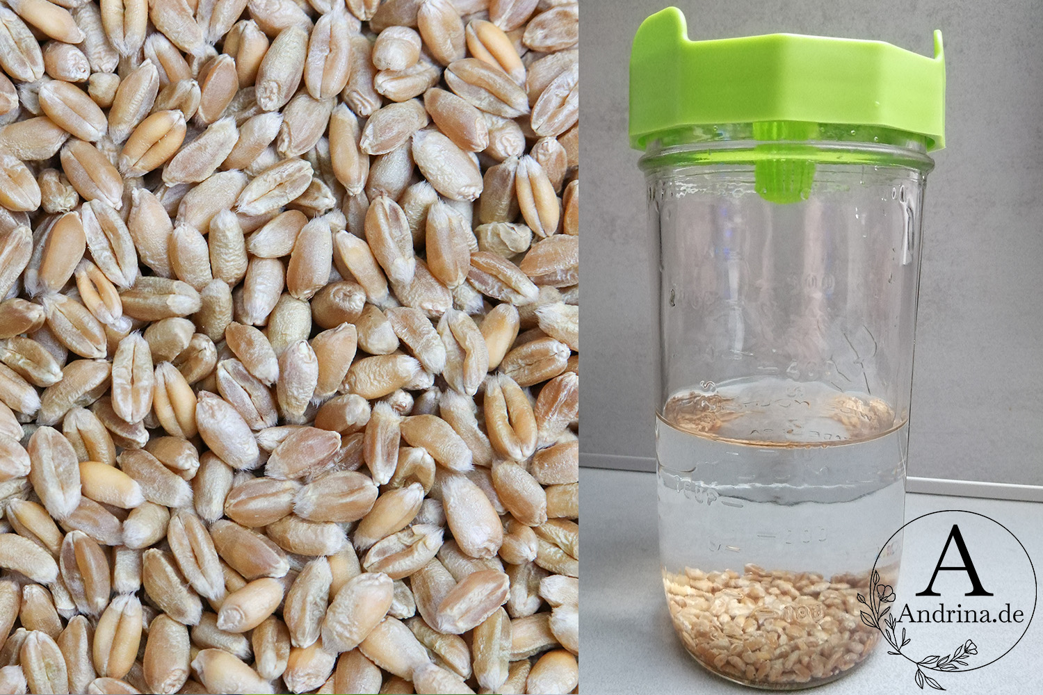 Weizensprossen selber ziehen